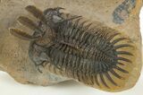 Trident Walliserops Trilobite - Exceptional Preparation #320855-4